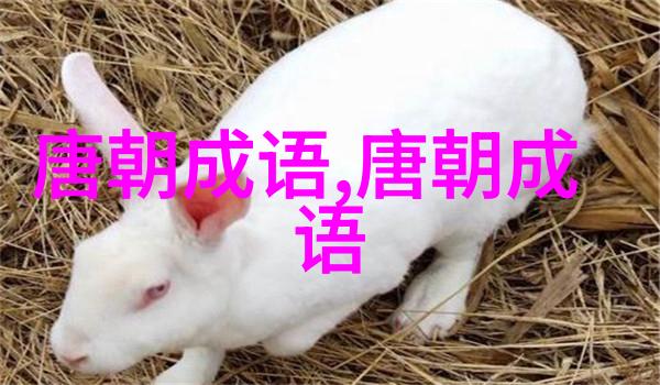 炫玉贾石